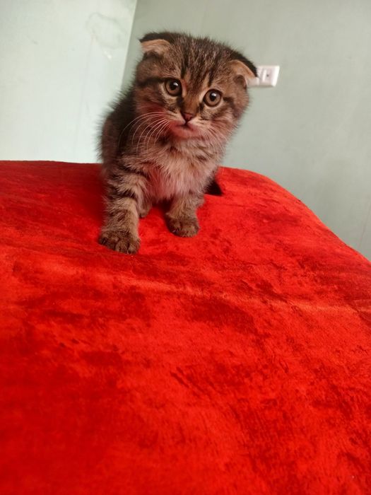 Skottish fold 3 oylik sogʻlom oʻgʻil bola 100$