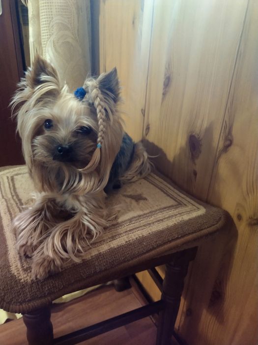 Миник йорк приглашает на вязку