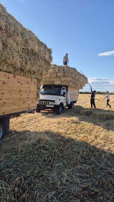 Сабан шоп бар Куришдики