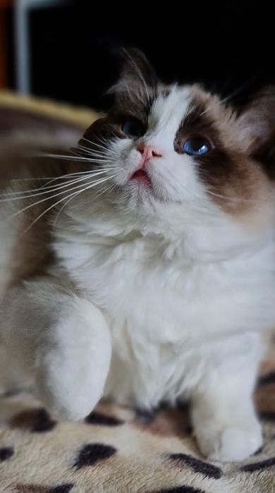 Ragdoll cu acte de origine rasă pură
