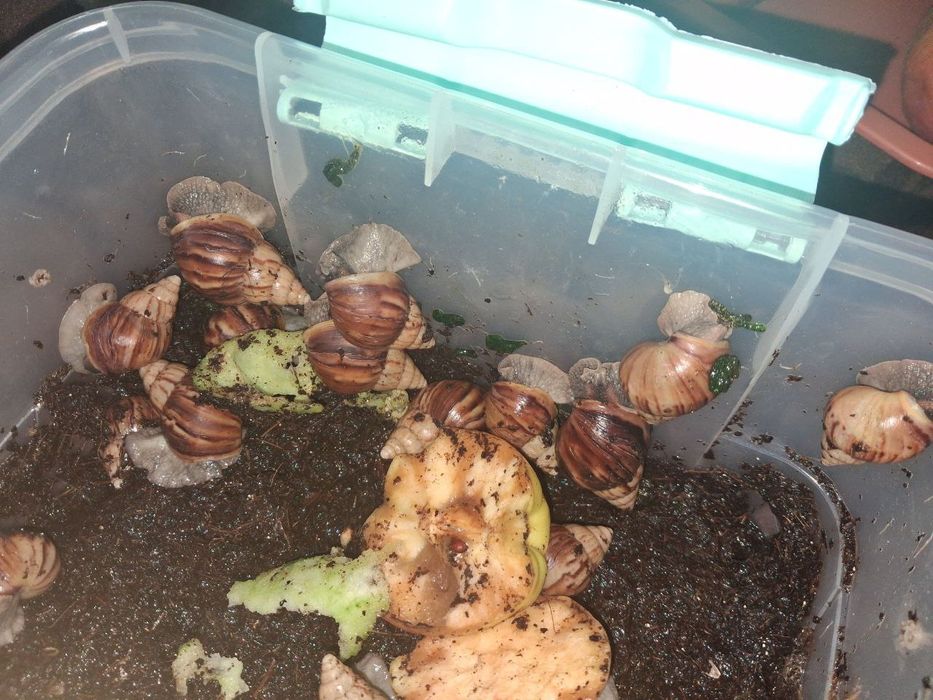 Qora bosh ulitkalar! Sogʻlom, aktiv, toza, terapiyaga tayyor.