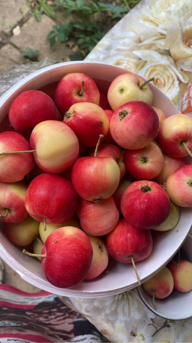 Продам дачу на Каучук 12 соток