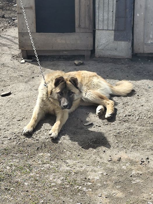 Одам собаку в хорошие руки