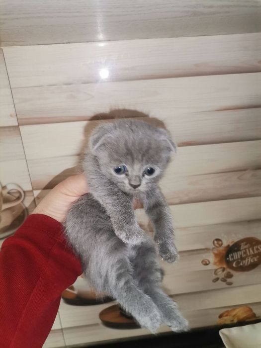 Мушук скотиш фолд