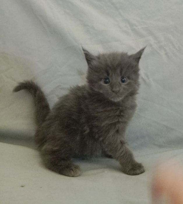 Котята породы Мейн Кун