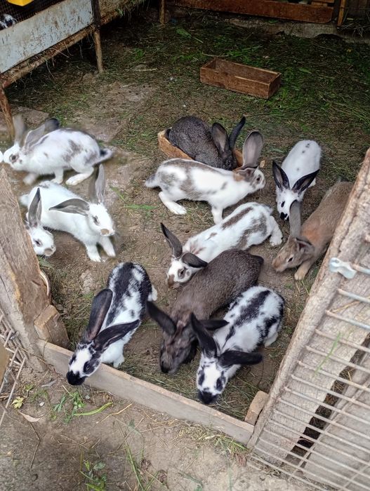 De vânzare iepuri uriaș german