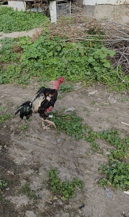 Хорошие даканы хороших кровей