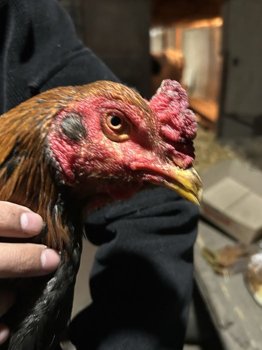 Дакан саман китай