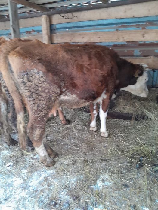 Продаются коровы доиные и телята