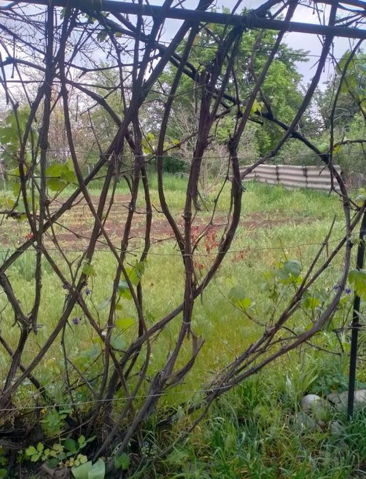 Дача 7 соток с домом 11кв.м.