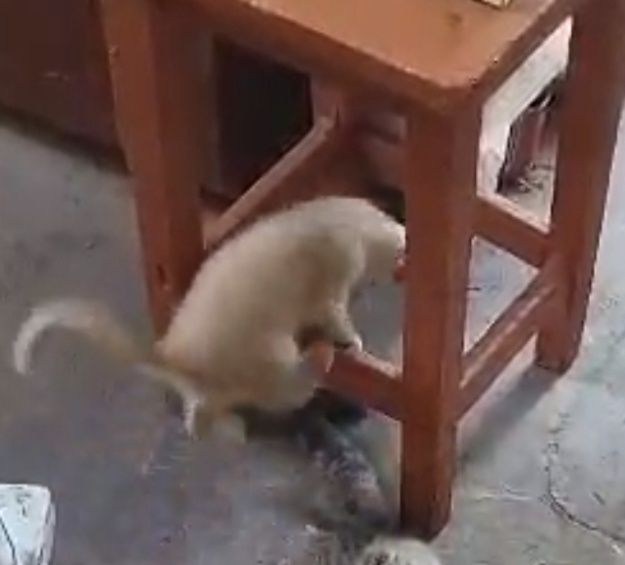 Котенок мальчик Г.Шу