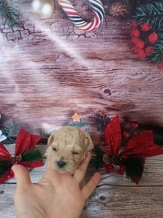 Замечательные детки Мальтипу