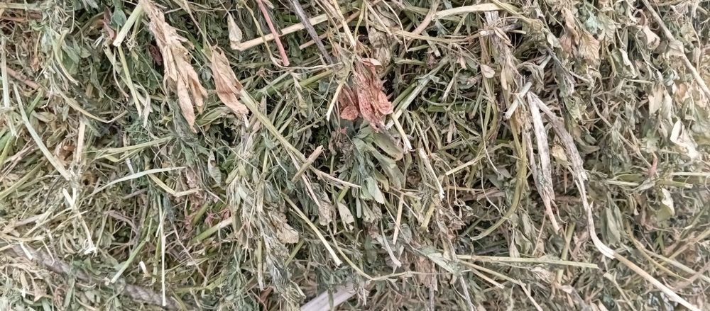 Жоңышқа таза тюкпен,люцерна