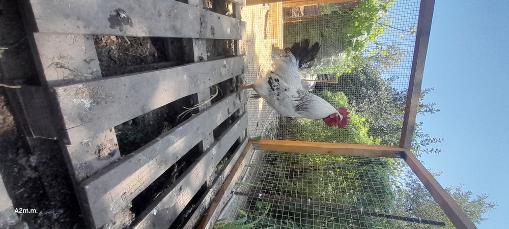 Продам кур и петуха