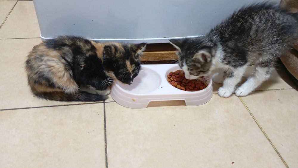 Животные кошки даром