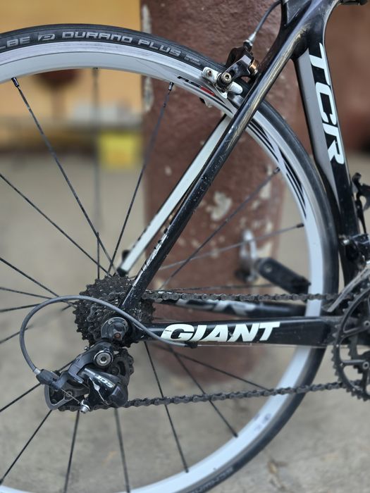 Cursiera Giant Carbon