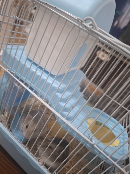 2 мальчика с клеткой продам