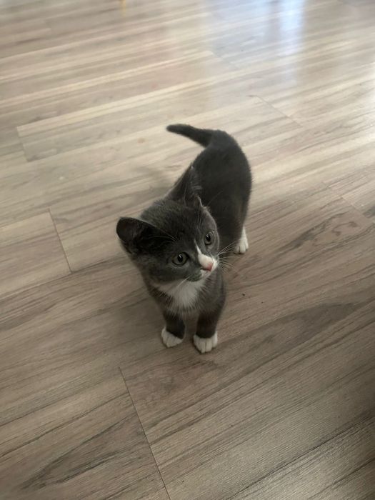 Кошка умный, ласковый