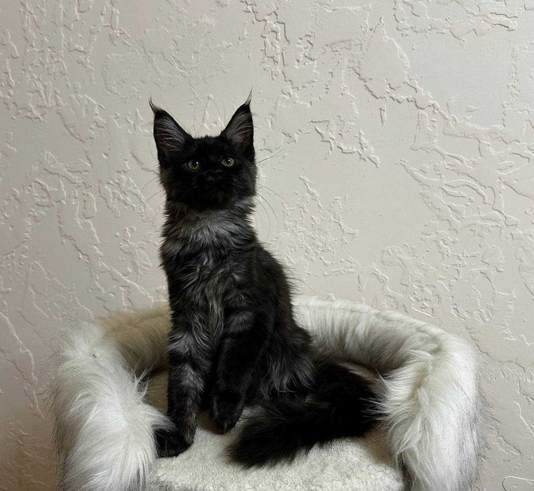 Продаются котята породы мейнкун
