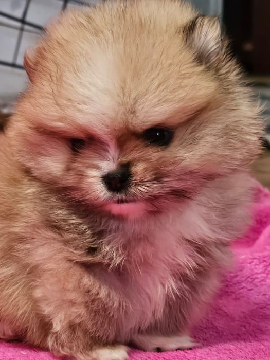 Продаются щенки шпица