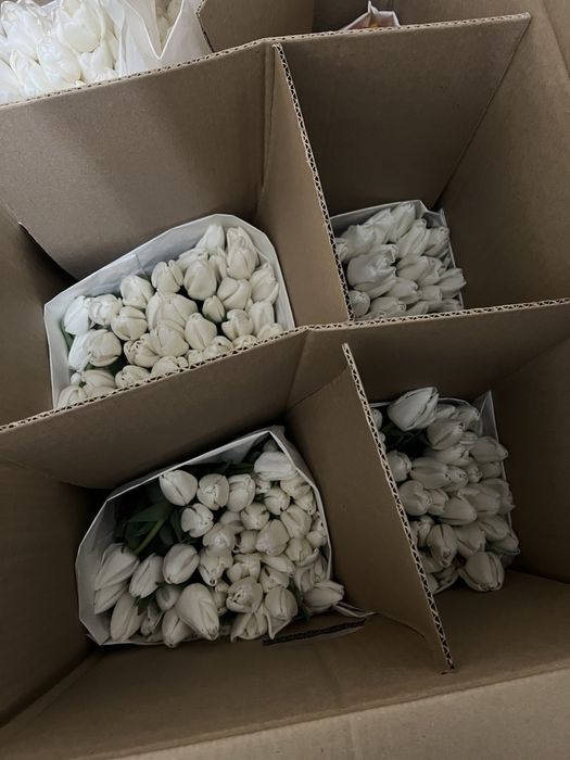 Тюльпаны оптом и в розницу Астана