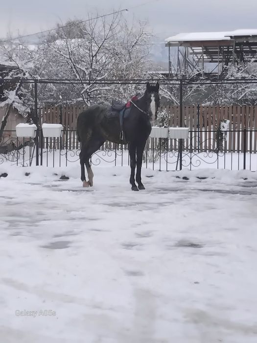Продаётся Жеребец 3 годовалый