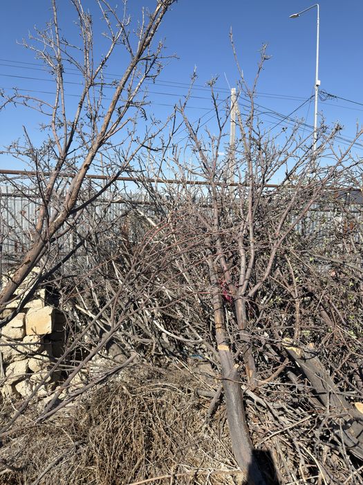 Деревья на дрова