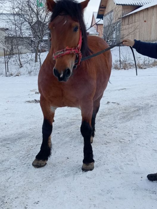 Vând iapa semi grea