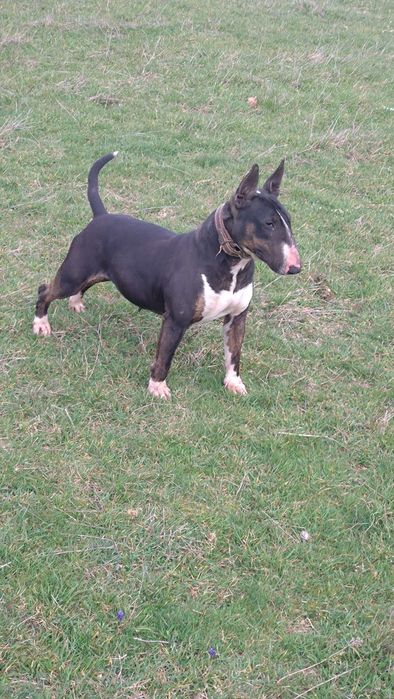 Продавам бултериер