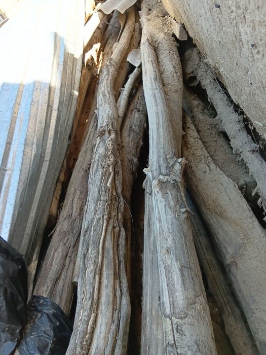 Terek sotiladi eskiro