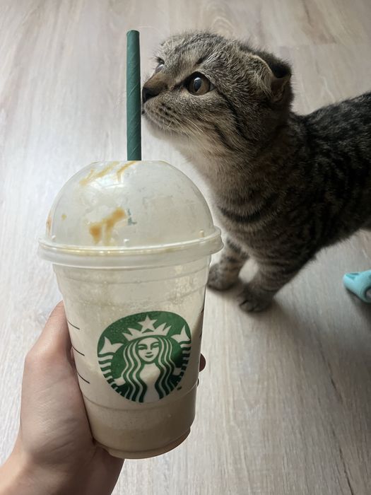 Вислоухая шотландская кошка (девочка)