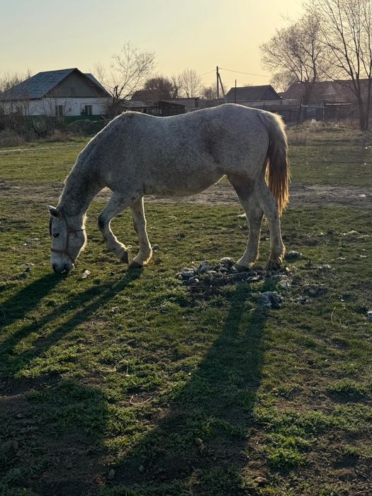 Буаз биелер байтал кобыла