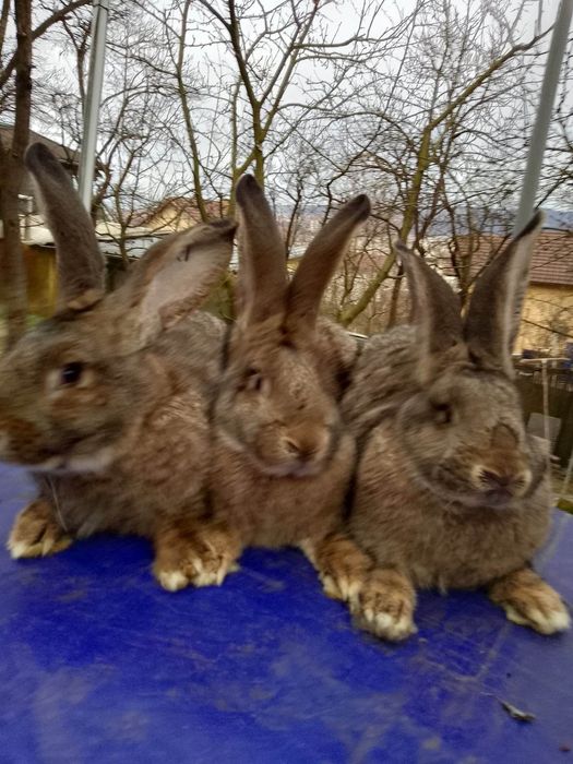 Iepuri uriaș german