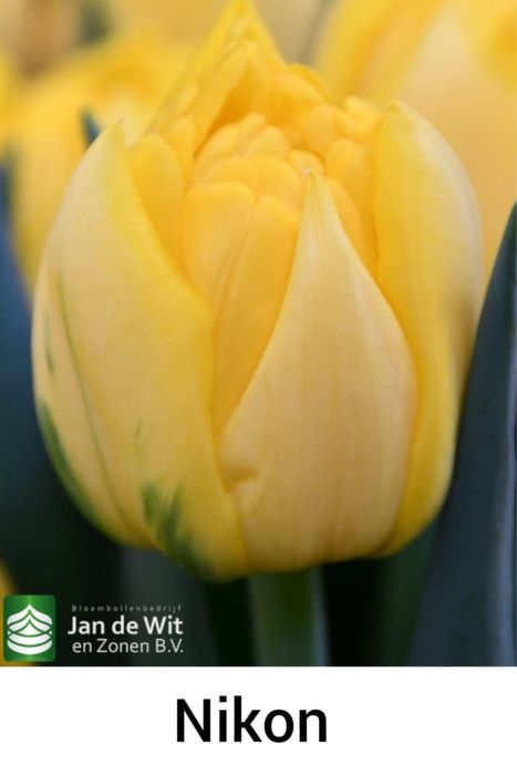 Тюльпаны оптом во все города