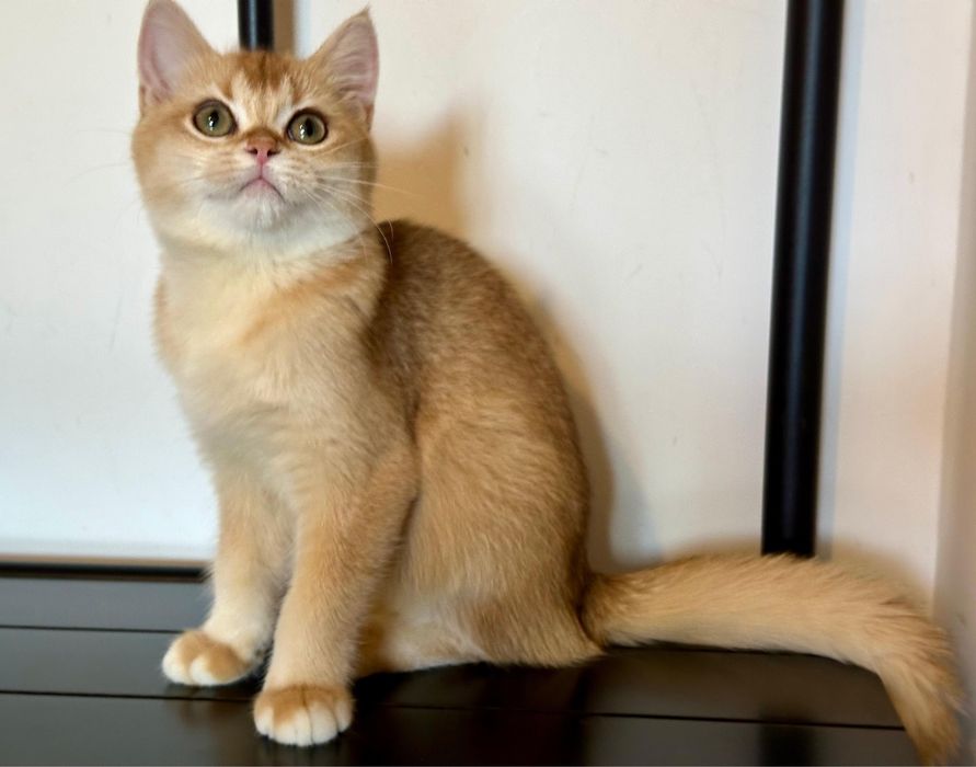 Fetita british shorthair chinchilla golden superba! Pedigree WCF