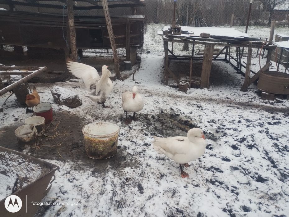 Vând 2 gâscani și 1 gașca tinere prețul 150 de lei