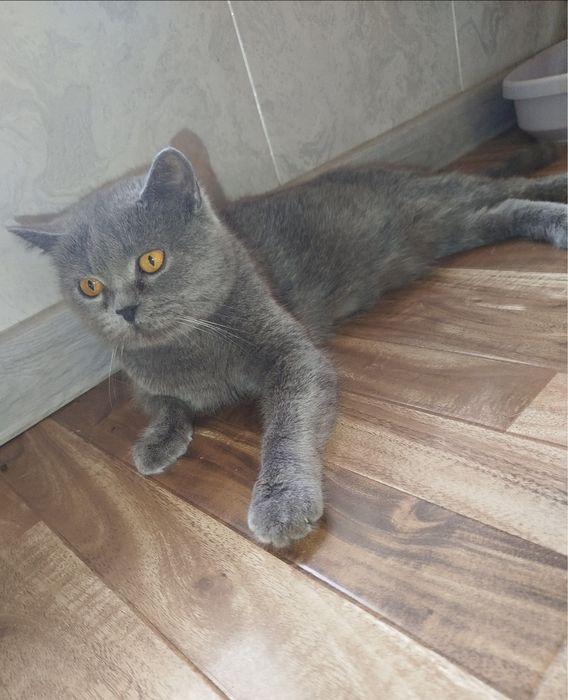 Skotish strayd sotiladi