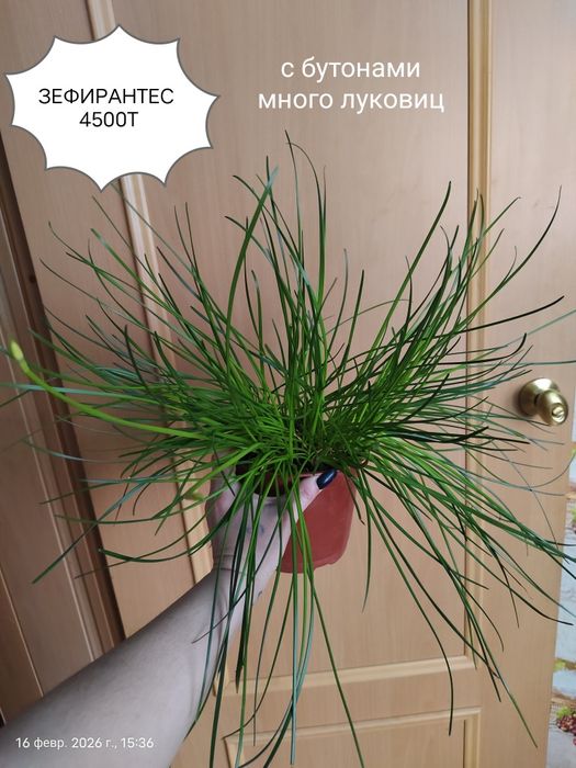 Продам Комнатные Цветы