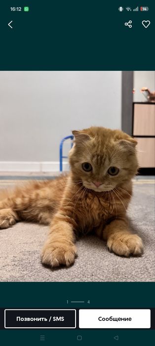 Продается котенок