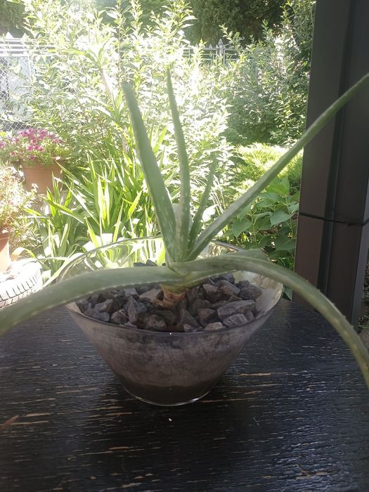 Plante ornamentale Aloe Vera