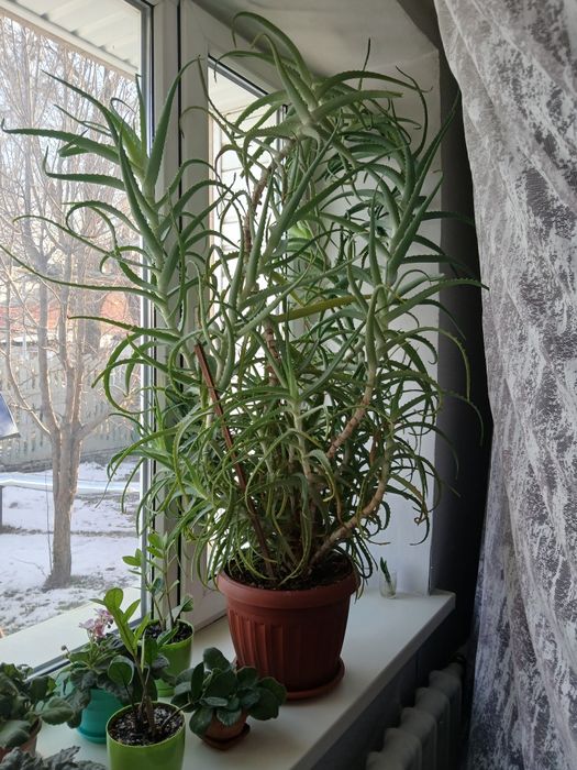 Алоэ лечебное растение