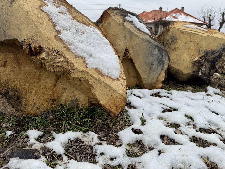 Stejar gorun masiv de dimesiuni mari.