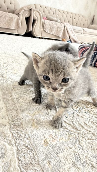 Отдам котят за плитку шоколадки ,