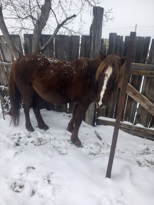 Продам жеребую кобылу
