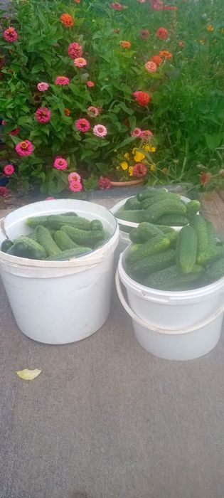 Огурцы Помидоры Соленья