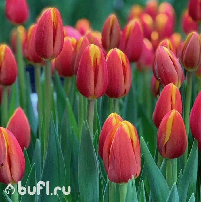 тюльпаны на 8 март корпоративы