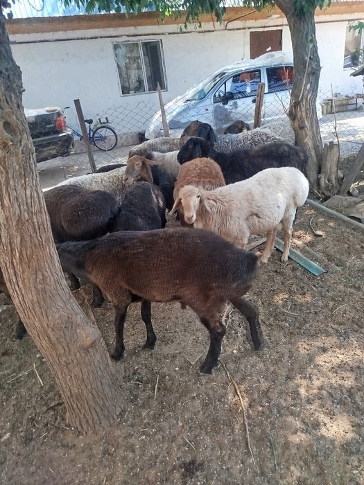 Продажа баранов и кошкаров
