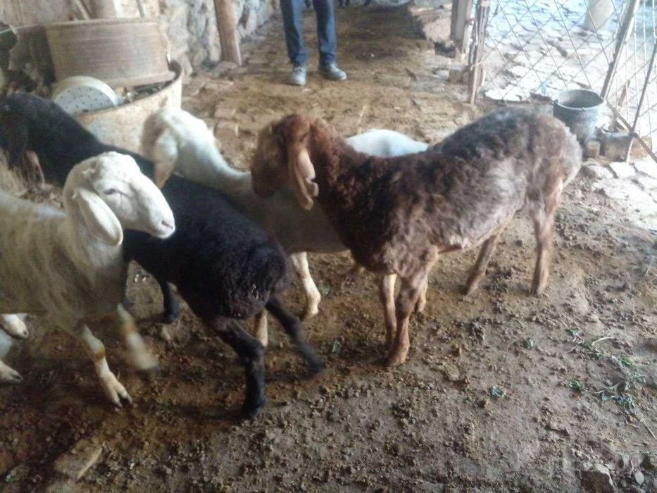 Казоки кочкор баралар