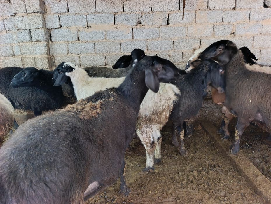 Chorva boshlamoqci bolganlar uchun bir qurada boqilvotgan quylar