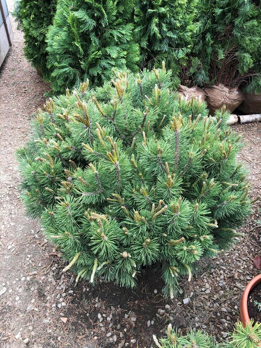 Pinus mugo mugo mai multe marimi